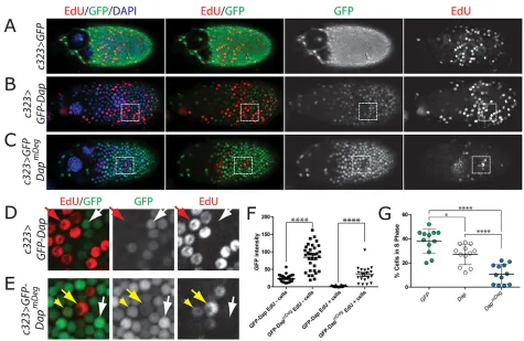Fig. 4. S phase-stabilized Dap expression disrupts endocycle progression in ovarian follicle cells