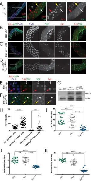 Fig. 5. S phase-stabilized Dap expression disrupts
