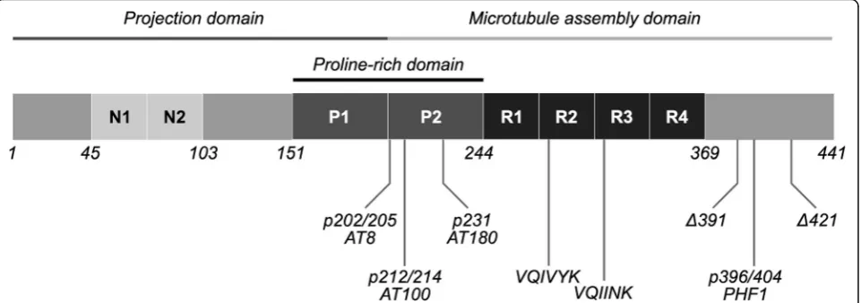 Fig. 1 Major tau domains and phosphorylation sites. The amino acid sequence of the longest isoform of tau protein (2N4R, 1–441aa) in thecentral nervous system can be roughly divided into the projection domain on the N-terminal and the microtubule assembly 