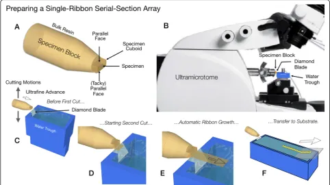 Fig. 1. One simple form of tomography array production. The specimen is fixed and embedded in an acrylic resin