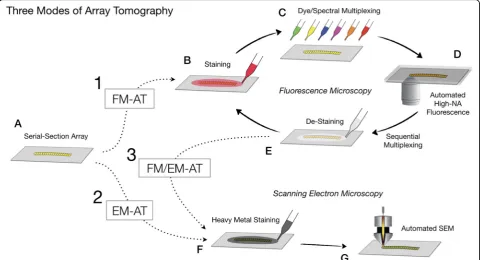 Fig. 2. Alternative fluorescence (FM-AT), electron (EM-AT) and combined (FM/EM-AT) modes of array tomography