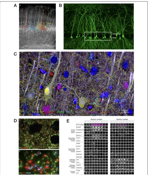 Fig. 3. Fluorescence array tomography (FM-AT) images of mouse cortex representing the superior volume field size, resolution, and multiplexcapabilities characteristic of this modality
