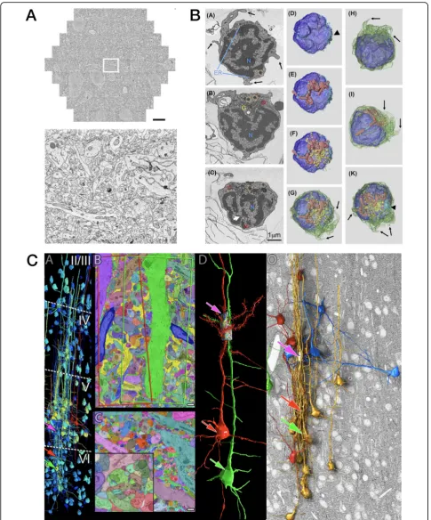 Fig. 5. Electron array tomography (EM-AT) images representing the excellent EM image quality, large field sizes, and amenability to volume objectreconstruction of a small volume of mouse cortex (from Fig