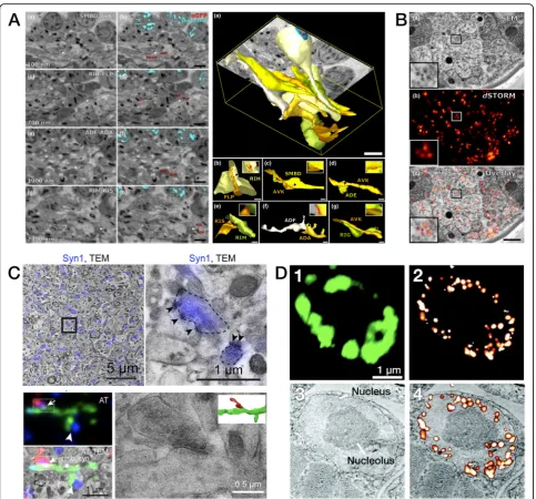 Fig. 7. Fluorescence/electron array tomography (FM/EM-AT) images (part 2/2).images (from Fig