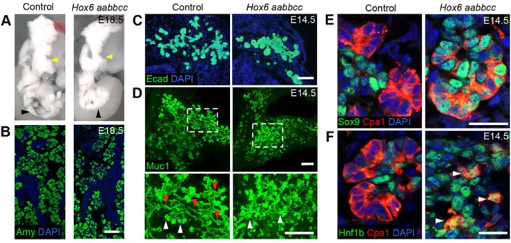 Fig. 1. Loss of Hox6 function results in abnormal pancreatic morphology, but normal amylase expression