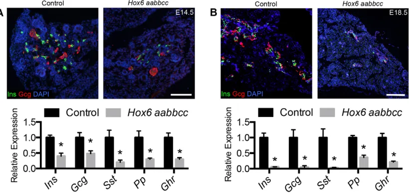Fig. 2. Hox6(red) and nuclei (blue) was performed at E14.5. qRT-PCR shows reduced expression of all five endocrine cell hormones at E14.5 in the mutant pancreas.(B) Immunofluorescence shows decreased staining for Ins (green) and Gcg (red) in the mutant pan