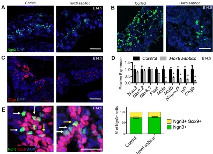 Fig. 3. Immature endocrine cell genes are decreased in the mutant, but there is no defect in endocrine progenitor delamination