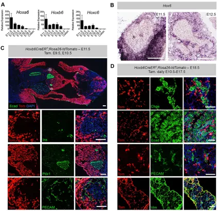 Fig. 4. Hox6 expression is limited to the pancreatic mesenchyme. (A) qRT-PCR analysis shows expression of Hoxa6, Hoxb6 and Hoxc6 in the pancreasthroughout gestation, with expression of all three genes highest early in development