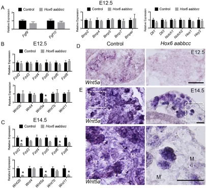 Fig. 5. Expression of Wnt5anormal. Scale bars: 100shows staining throughout the pancreas and a significant reduction of signal in theNotch pathways at E12.5