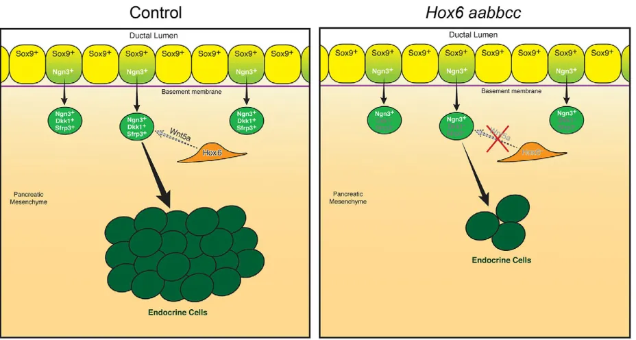 Fig. 7. Exogenous Wnt5a treatment rescues endocrine cell differentiation in Hox6dissected at E12.5 and cultured for 6 days in media with and without recombinant Wnt5a protein