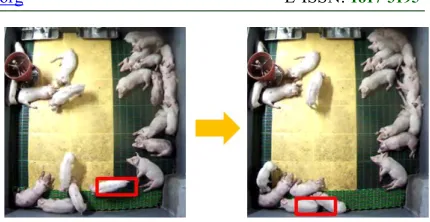 Figure 1: Tracking Failures Caused By Touching-pigs.  