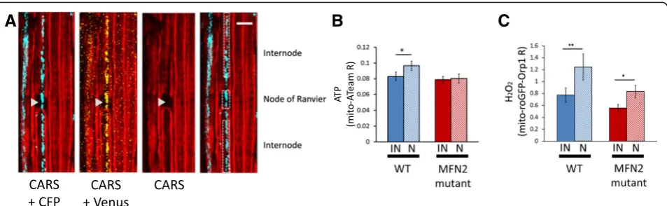 Fig. 5 ATP and Hmito-ATeam fluorescence ratio in axonal mitochondria located in nodes of Ranvier (N) or internodes (IN) of wild-type (WT) or MFN2fluorescence ratio in axonal mitochondria located in nodes of Ranvier or internodes of wild-type or mutant MFN2