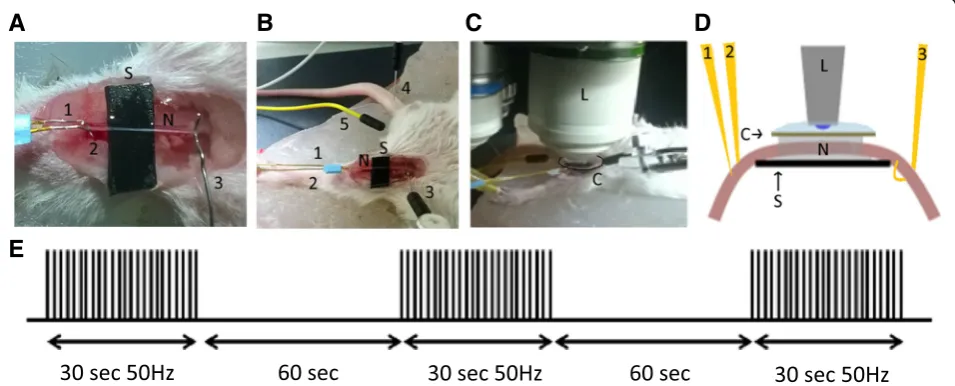 Fig. 2 Setup of the saphenous nerve imaging experiment.nerve stimulation pattern used to induce APs