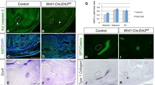 Fig. 9. Osteogenic differentiation is compromised in Wnt1-Cre;Erk2immunostaining of control andfront (OF)