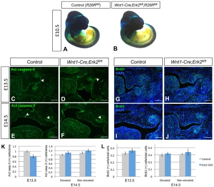 Fig. 3. Neural crest cell migration, cell survival, and proliferation of the palatal mesenchyme are unaffected in Wnt1-Cre;Erk2of whole-mount E10.5fl/fl mice