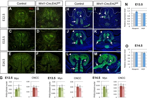 Fig. 5. Proliferation and differentiation are unaffected in Wnt1-Cre;Erk2sections of E12.5-E14.5 control andfl/fl tongues