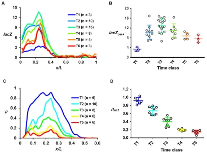 Fig. 2. Transcription dynamics of the bcd6-lacZ(B) TheT1 to T5, respectively. Time classes are12.96±2.81, 10.92±2.75, 8.75±1.54 and 7.60±1.59 for T1 to T6, respectively)