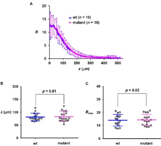 Fig. 3. wt and mutant embryos have similar Bcdgradient profiles. (A) The mean profile of Bcdintensities (a.u.) from wt and mutant embryos.(B,C) Measured λ (µm) and Bmax (a.u.) fromindividual wt and mutant embryos