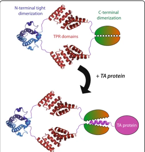 Fig. 7 Speculative schematic representation of the hydrophobicsubstrate recognition of SGTA