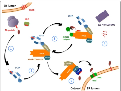 Fig. 1 Roles of SGTA in cytoplasmic quality control. SGTA binds to hydrophobic substrates (MLPs or TMDs of TA proteins) via its C-terminaldomain (1)