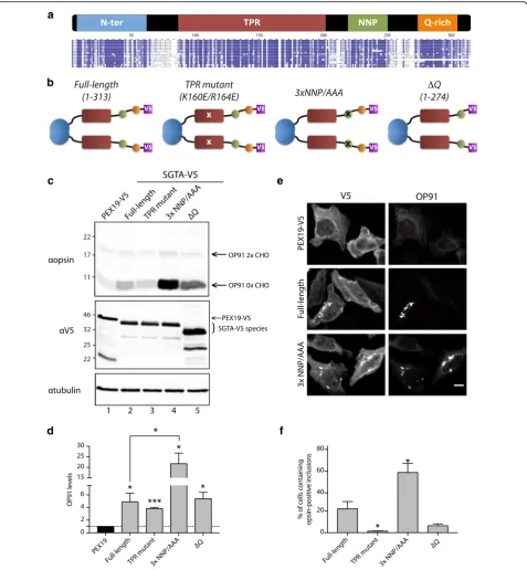 Fig. 2 Mutations in SGTA NNP region enhance the steady state of a model MLP and promote its accumulation in cytoplasmic inclusions.is determined by a Studentco-transfected as in (the V5 tag on PEX19 and the SGTA variants