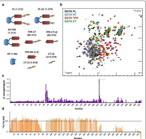Fig. 4 NMR analysis of SGTA constructs. a Cartoon representation of the different SGTA variants used for NMR comparison