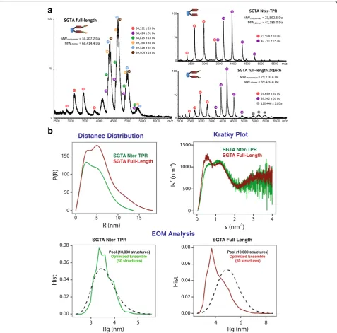 Fig. 5 SGTA C-terminal domain is able to dimerise in the full-length context I. a Native mass spectrometry chromatograms of the SGTA FL protein(left) and the NT-TPR (upright) and FLΔQ (downright) constructs