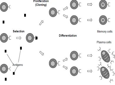 Figure 1. The General Principle Of Artificial Immune  System 