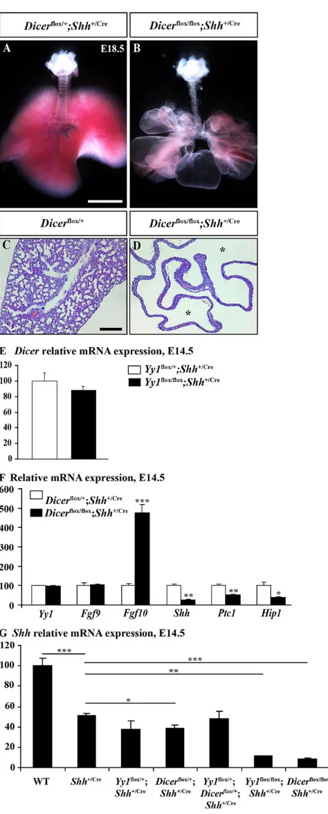 Fig. 8. Loss of Dicer***DicerHip1specimens. (E-G) Values are expressed as mean±s.e.m.; *Dicerexhibited defects in airway branching causing cyst formation (asterisks).(E) function in the developing lung epitheliumphenocopies the lung defects of Yy1 mutants