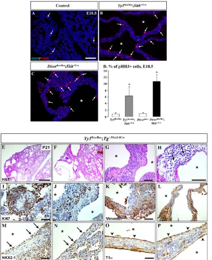 Fig. 9. Yy1*flox/flox;TgNkx2-1Cre mice present characteristics of an evolving type I pleuropulmonary blastoma-like phenotype