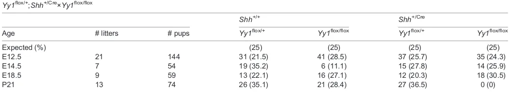 Table 1. Ratios of genotypes in litters from crosses between Yy1flox/+;Shh+/Cre and Yy1flox/flox mice