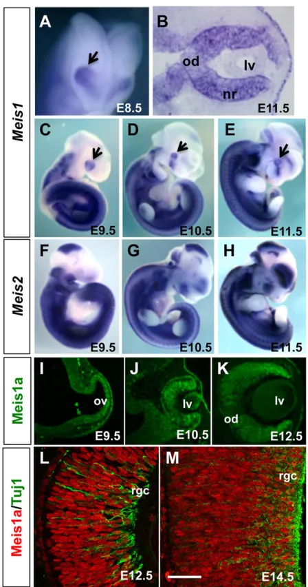 Fig. 1. Embryonic expression of Meis1section through the optic cup of an E11.5 mouse embryo hybridized with aprobe against(arrow in A) and its expression is maintained as the optic cup forms (arrows inC-E)