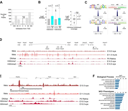 Fig. 5. ChIP-seq analysis of Meis1 function in the developing eye. (A) Distribution of Meis1 binding sites (BSs) by their position with respect to the nearesttranscription start site (TSS)