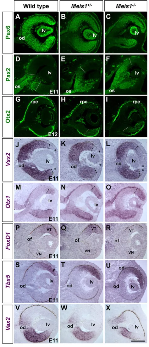 Fig. 7. Meis1Note the allele-dependent expression shift of the various markers inmutant optic cups