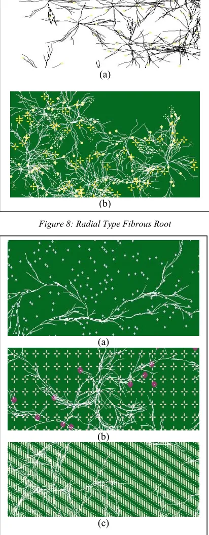 Figure 8: Radial Type Fibrous Root 