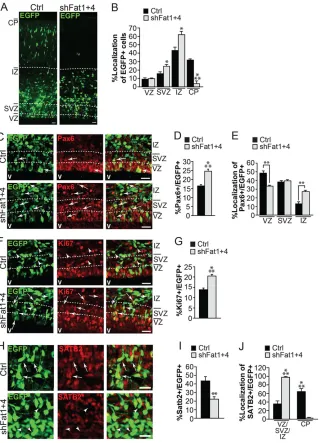 Fig. 5. Fat1 and Fat4 have additive effects on radialglial precursor proliferation.each) and the relative localization in the VZ, SVZ or IZ(E;micrographs of the VZ/SVZ/IZ of sections stained forEGFP (green) and Ki67 (red); right panels show merge.(G) Quant