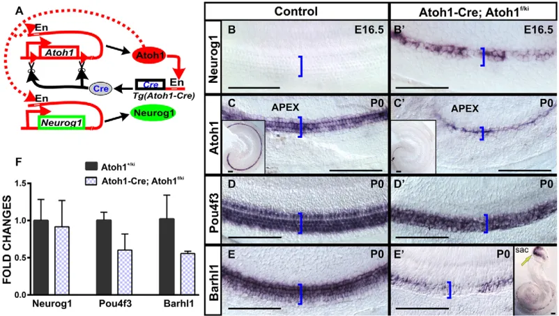 Fig. 1. Our mouse model combines Atoh1-Crecontrast,(Cits absence in control littermate (B)