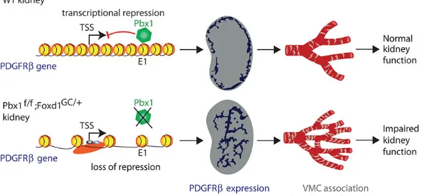 Fig. 7. Model for Pbx1-dependent vascular patterning inthe developing kidney. In wild-type (WT) kidney, during theinitial stages of renal development, Pbx1 binds the E1 cis-regulatory element of Pdgfrb, repressing transcription andspatially restricting its