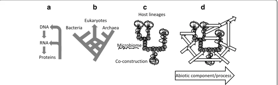 Fig. 2. Different types of scaffolding, at four levels of biological organisations. a Functional interactions at the molecular level