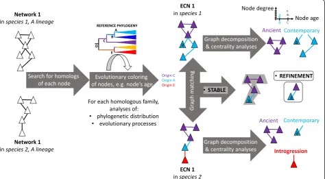 Fig. 5. Workflow of the evolutionary analysis of interaction networks. From left to right: triangles represent components of interaction networks,edges between triangles represent interactions between these components
