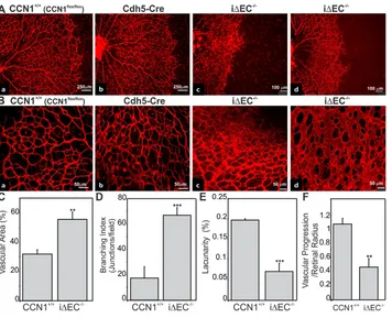 Fig. 2. Retinal vascular abnormalitiesfollowing EC-specific inactivation of theimmunofluorescence images of whole-mounts of retinas of CCN1CCN1 gene