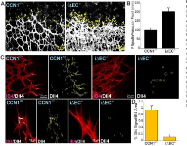 Fig. 7. Endothelial-specific deletion ofCCN1 impairs Dll4/Notch Signaling.*Dll4 staining