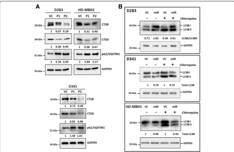 Fig. 7 Effect of miR-204 expression on lysosomal enzymes and autophagy in medulloblastoma cells