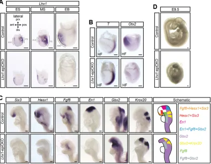 Fig. 1. Conditional ablation of Lhx1(forebrain markers),control andphenotype of E9.5reduced expression ofstage control embryos and the loss of expression in epiblast-derived tissues of activity in Lhx1-epiCKO mouse embryos