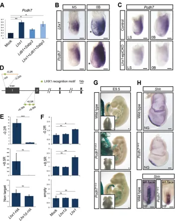Fig. 3. Pcdh7missing forebrain structure. Chimeras with a predominant contribution of and head formation