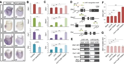 Fig. 5. The expression of genes associated with the AME is modulated by LHX1. (A)to head-fold (HF) stage control (regions shown in D following transfection of P19 cells with plasmids expressingtarget sequence in input and anti-HA (difference (ns) byof the 