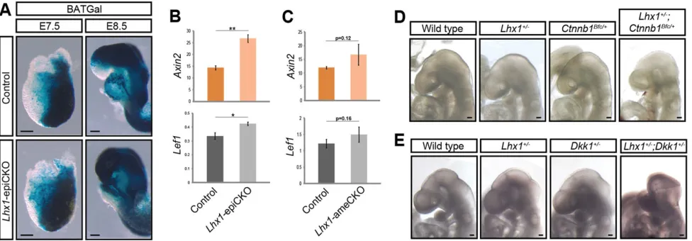 Fig. 6. Interaction of Lhx1(expression analysis of the WNT targets activity and WNT signalling