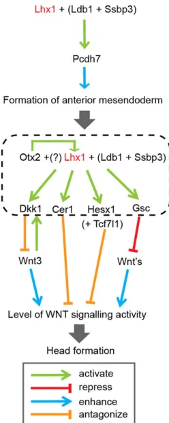 Fig. 7. The input of LHX1 function to WNT signalling in head formation.LHX1, in conjunction with co-factors LDB1 and SSBP3, and potentially OTX2,the level of WNT signalling activity for head formation.activates genes in the AME, which encode secreted molec