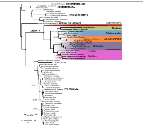Fig. 1 Phylogenetic relationships of 63 chordates highlighting the major tunicate groups inferred from 66,593 amino acid sites of 258 proteins