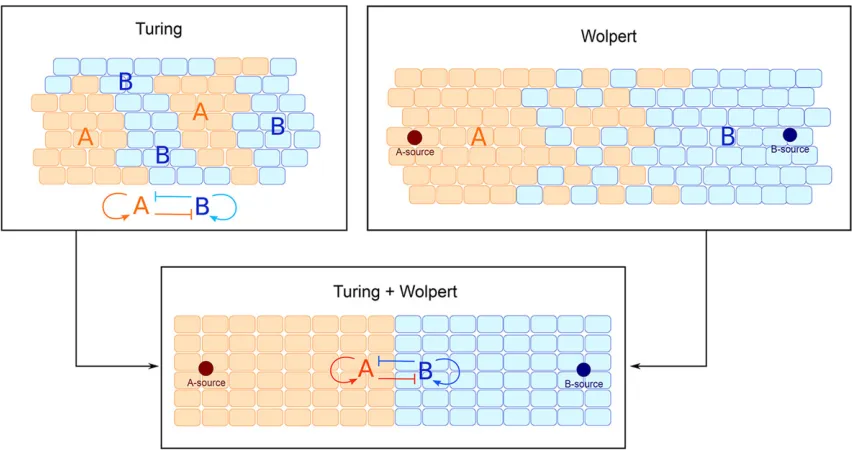Fig. 1. Different models of cell differentiation. Pure gene competition with small diffusion in the absence of spatial cues classically yields Turing patternscomposed of unpredictable abutting territories, while the PI model by Wolpert shows a fixed global